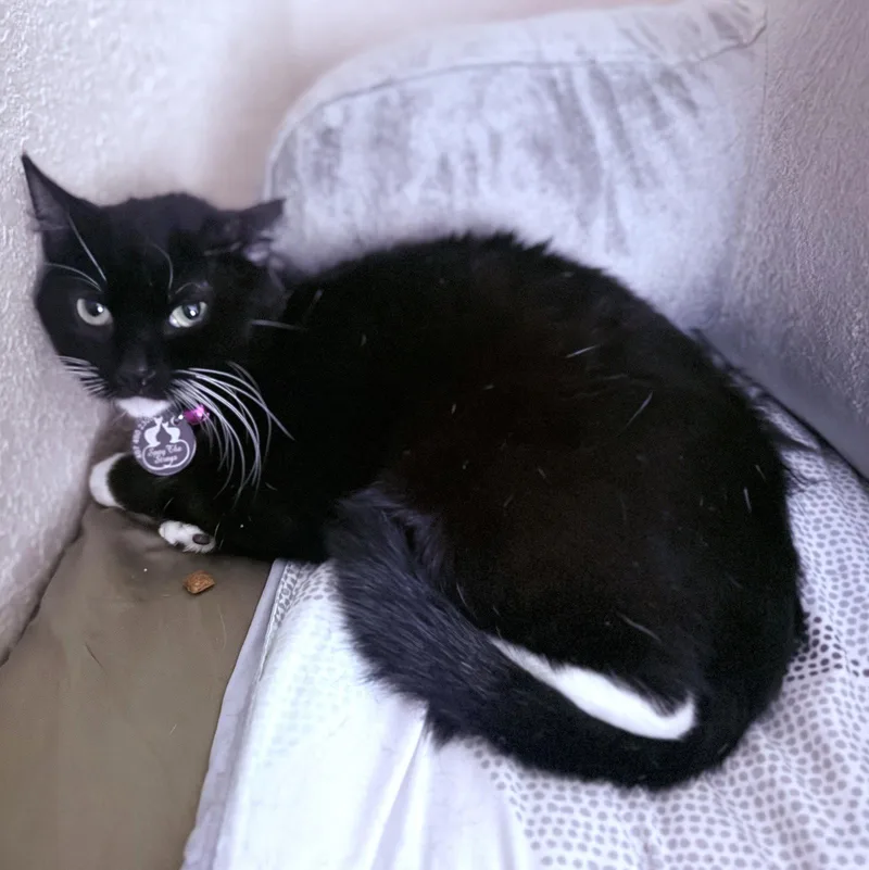 A young small-sized female Black & White / Tuxedo Domestic Short Hair cat named Zoey for adoption in St. Cloud, FL