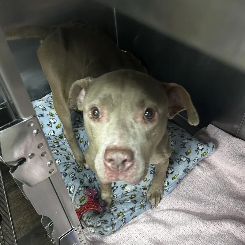 A senior medium-sized female Gray / Blue / Silver Terrier dog named Ol Nelly for adoption in St. Louis, MO