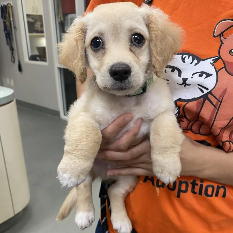 A baby small-sized male Yellow / Tan / Blond / Fawn Spaniel dog named WAGSStray for adoption in Westminster, CA