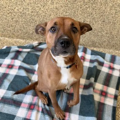 An adult medium-sized female Boxer dog named Pixie for adoption in Merriam, KS