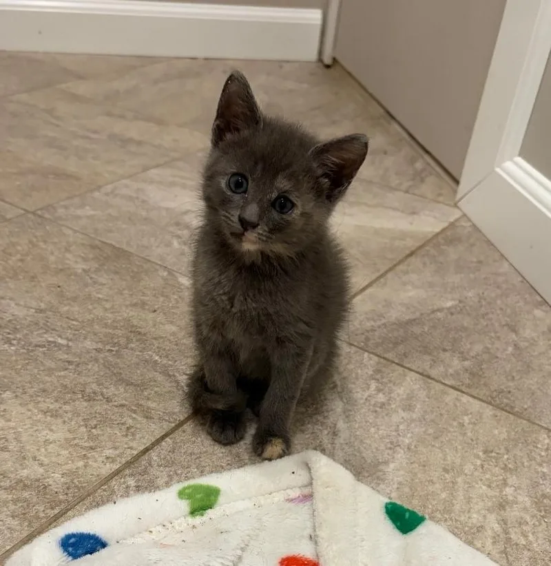 A baby medium-sized female Dilute Tortoiseshell cat named Bliss for adoption in Moriches, NY