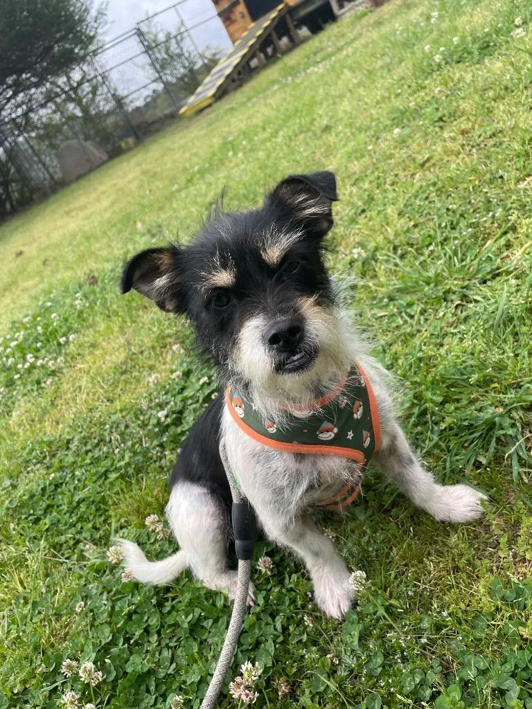A young medium-sized female Schnauzer dog named Shiloh for adoption in Mena, AR