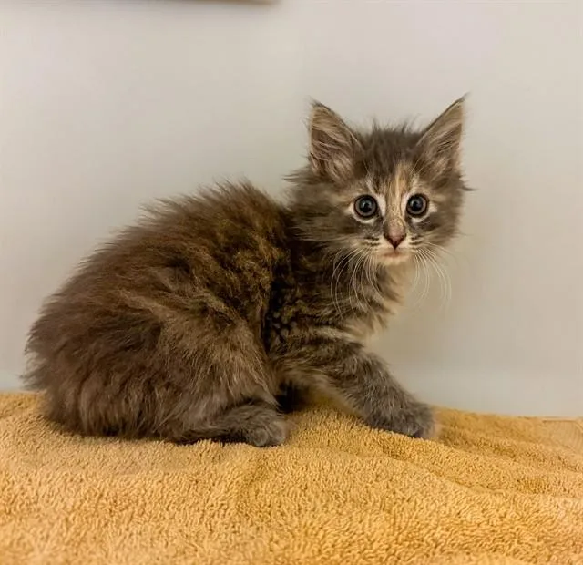 A baby small-sized female Domestic Long Hair cat named Runa for adoption in Statesville, NC