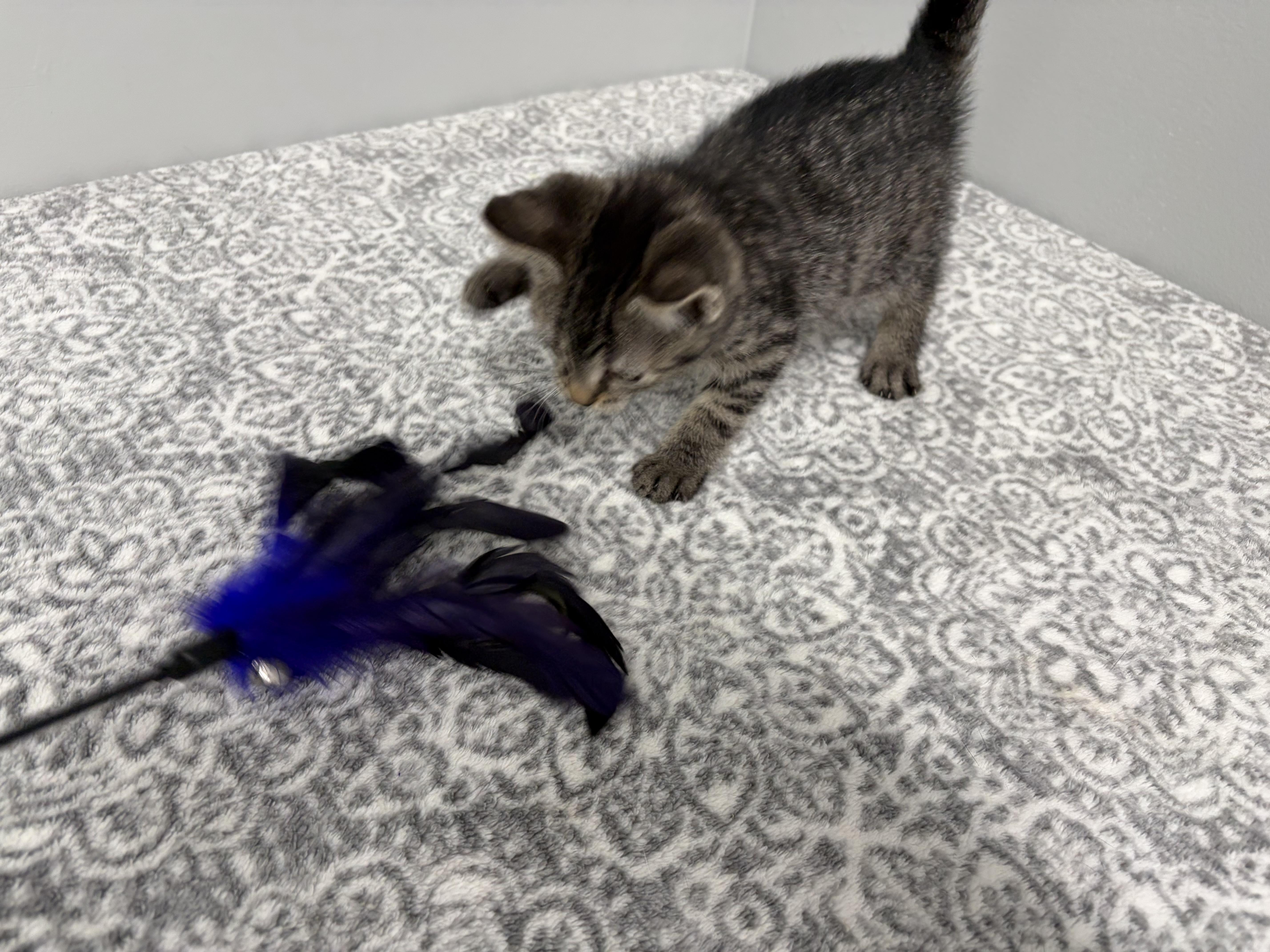 A baby medium-sized female Tabby (Brown / Chocolate) Domestic Short Hair cat named Sunkist for adoption in Frankfort, IN