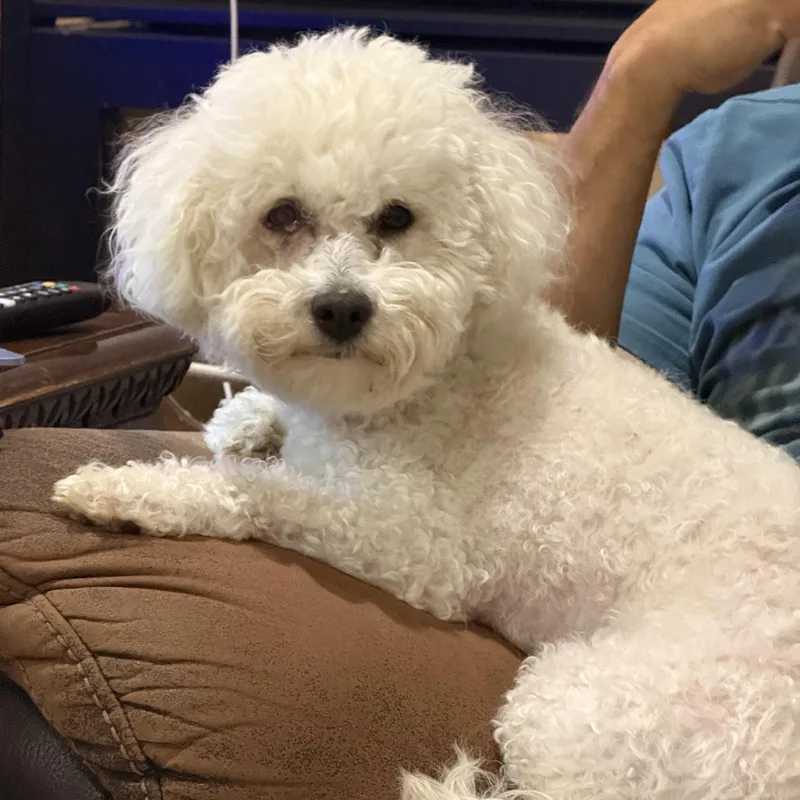 An adult small-sized female Bichon Frise dog named Sadie for adoption in Texarkana, TX