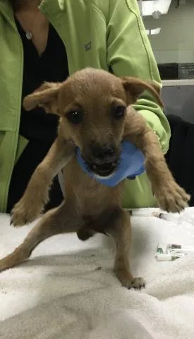 A baby small-sized male Terrier dog named Juan Pablo for adoption in Riverside, CA