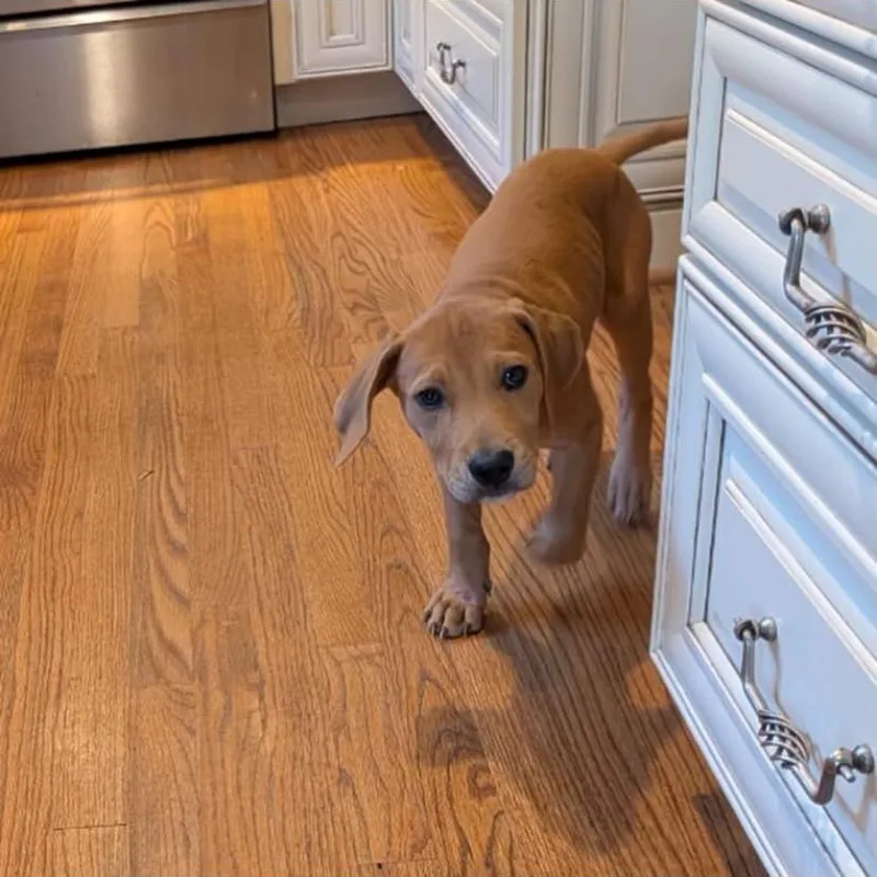 A baby medium-sized male Coonhound dog named Parker for adoption in Philadelphia, PA