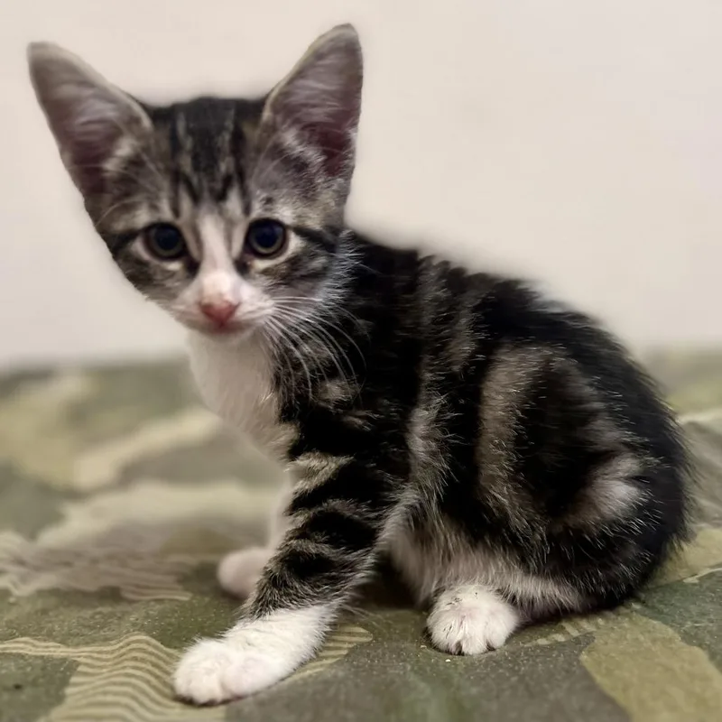 A baby small-sized female Gray / Blue / Silver Domestic Short Hair cat named Carly for adoption in San Diego, CA