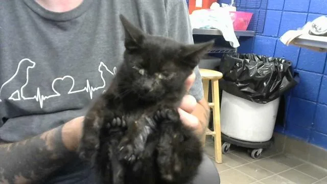 A baby small-sized female Domestic Short Hair cat named Nefra for adoption in Albuquerque, NM