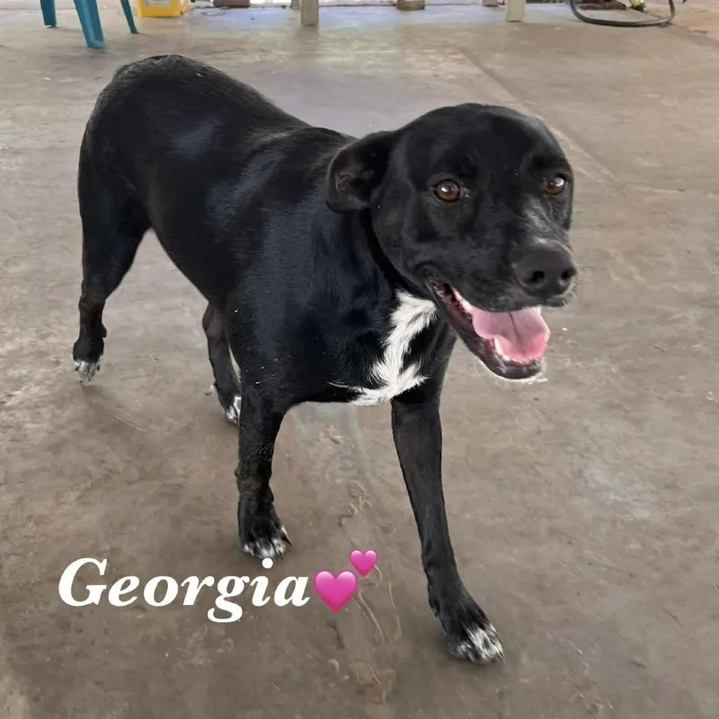 An adult small-sized female Terrier dog named Georgia for adoption in Fulton, TX