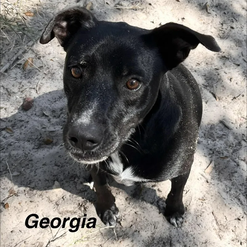 Georgia thumbnail 2