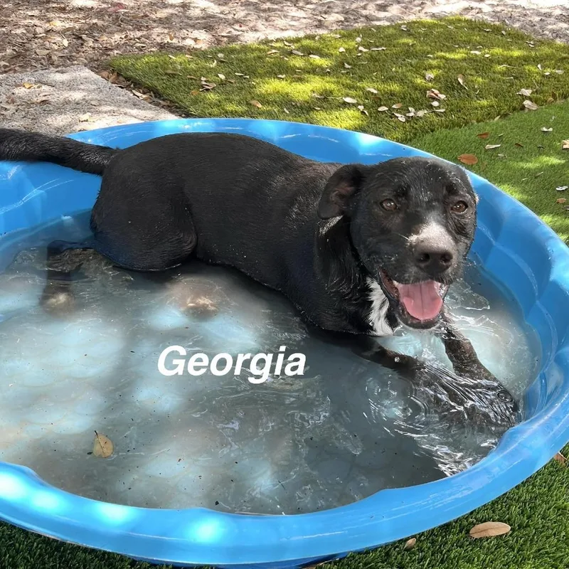 Georgia thumbnail 3