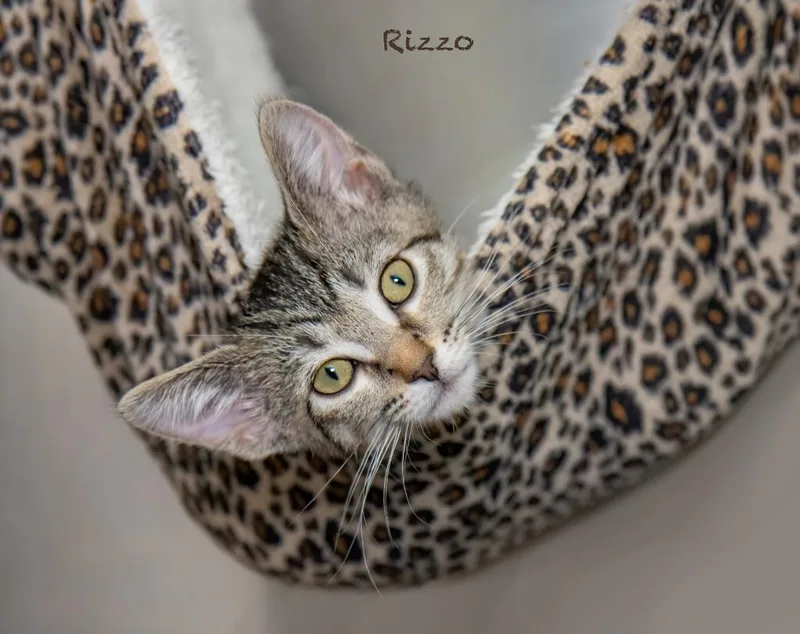 Rizzo thumbnail 3
