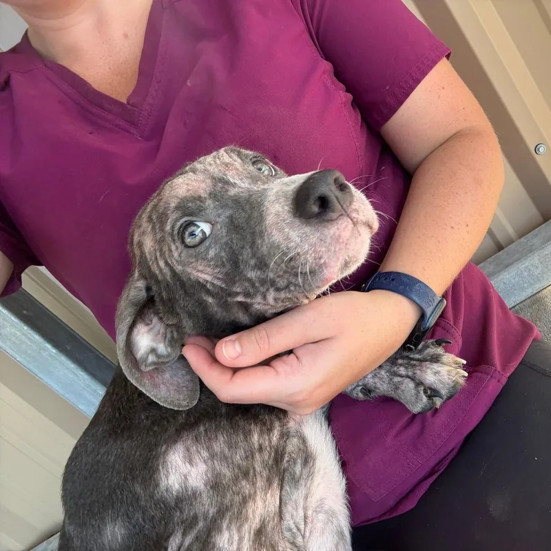 A young medium-sized female Gray / Blue / Silver Mixed Breed dog named Ricki for adoption in Emporia, KS