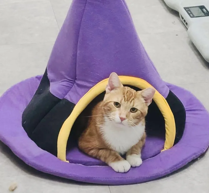 A young large-sized male Orange & White Tabby cat named Rooftop for adoption in Philadelphia, PA