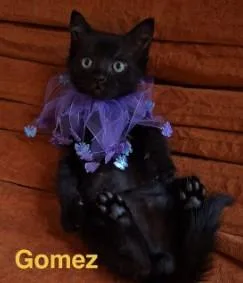 A young medium-sized male Domestic Short Hair cat named Gomez for adoption in Kansas City, MO