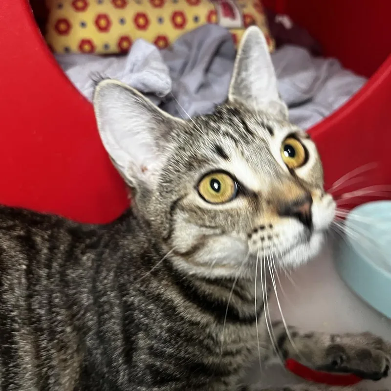 Dominicka thumbnail 2