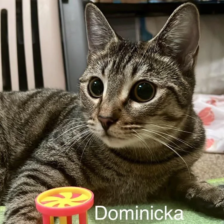 Dominicka thumbnail 3