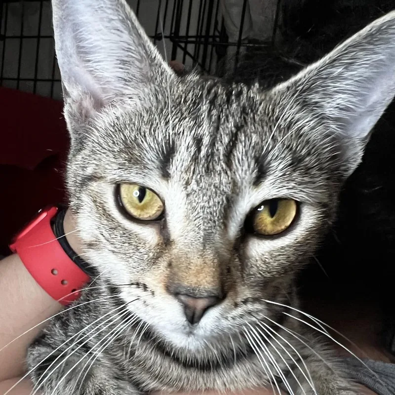 Dominicka thumbnail 4