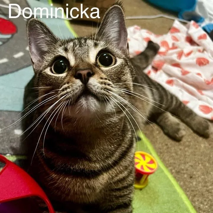 Dominicka thumbnail 5
