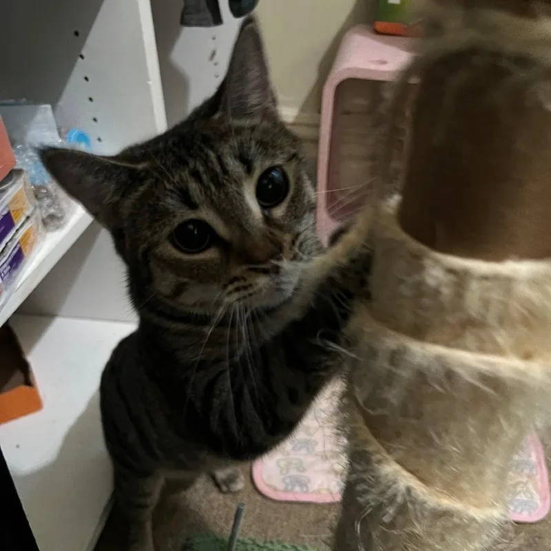 Dominicka thumbnail 6