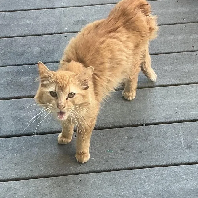 An adult medium-sized male Tabby (Orange / Red) Domestic Long Hair cat named Stetson for adoption in Tomah, WI