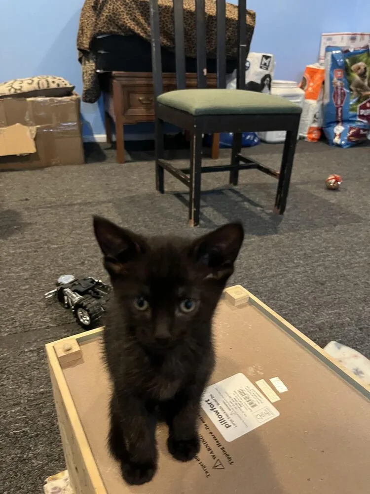 Mochi