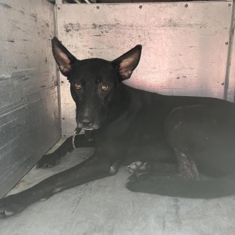 An adult medium-sized female Black Shepherd dog named Chispas for adoption in Edinburg, TX