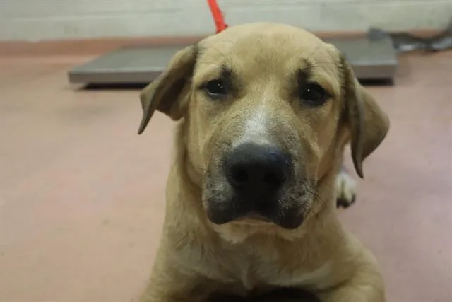 A young large-sized male Mixed Breed dog named Bowen for adoption in Columbia, SC