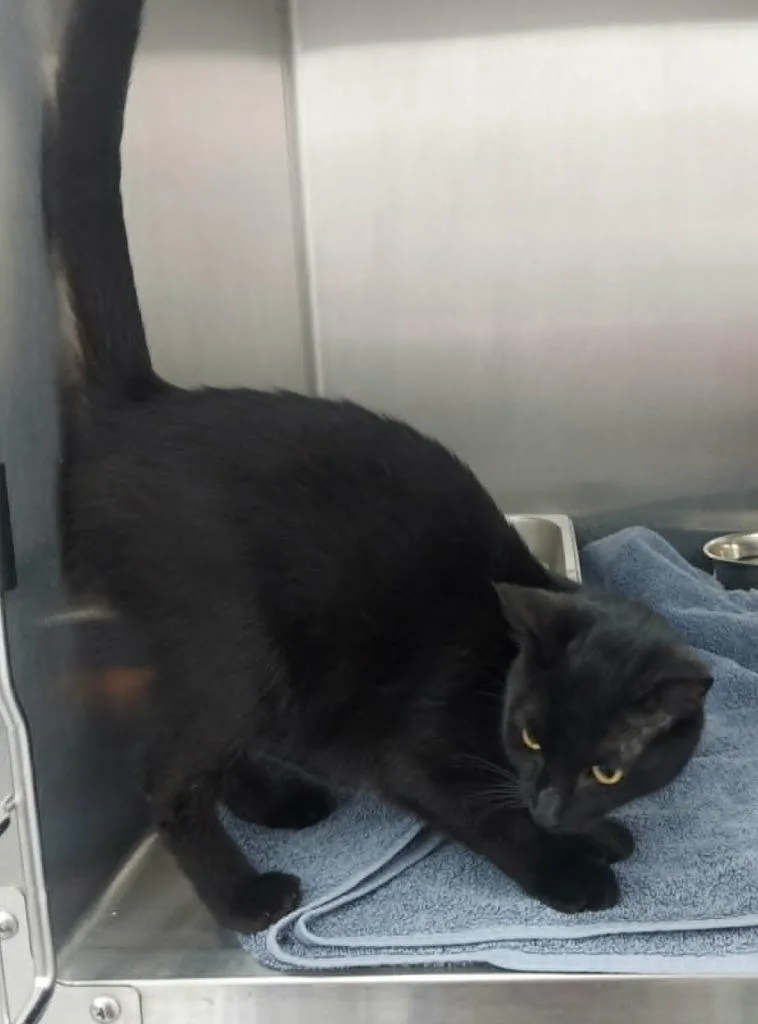 A baby medium-sized male Domestic Medium Hair cat named Clue for adoption in Hartsville, SC