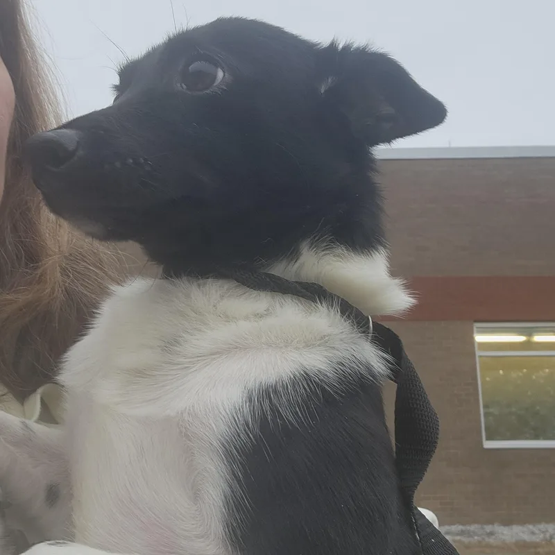 Oreo  Sweet And thumbnail 4