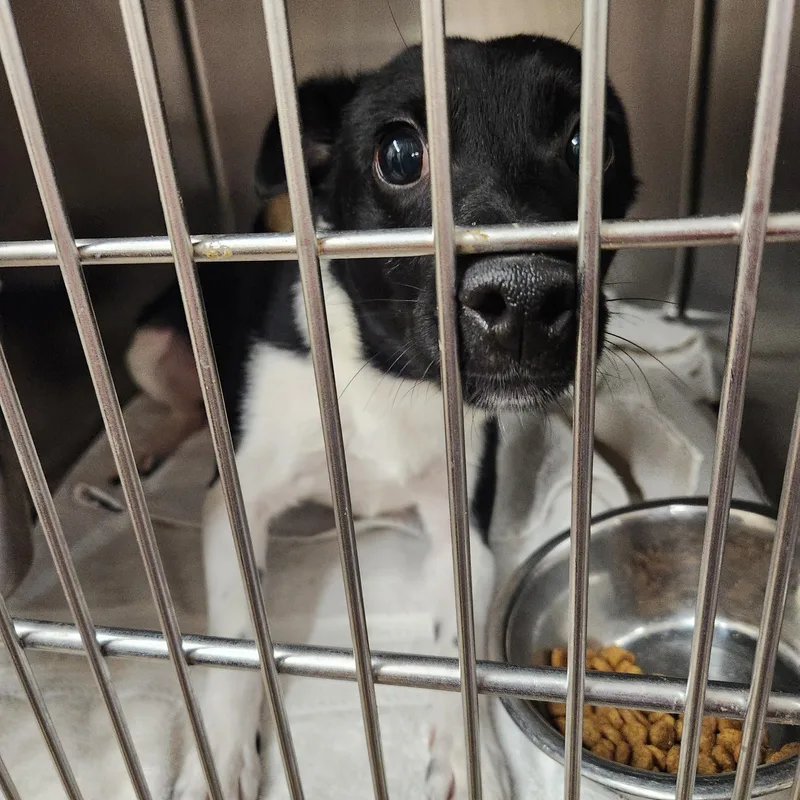 Oreo  Sweet And thumbnail 5