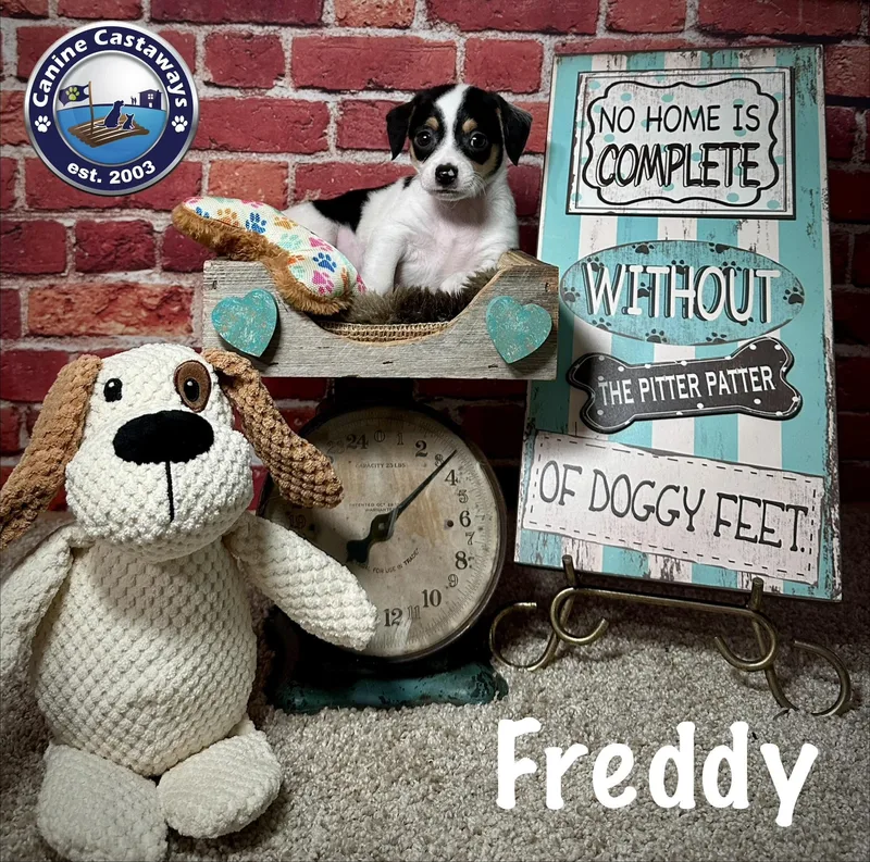 A baby small-sized male White / Cream Rat Terrier dog named Freddie for adoption in Arcadia, FL