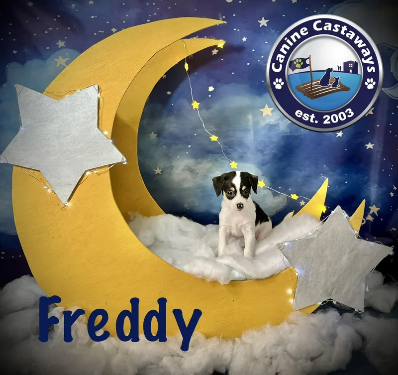 Freddie thumbnail 2