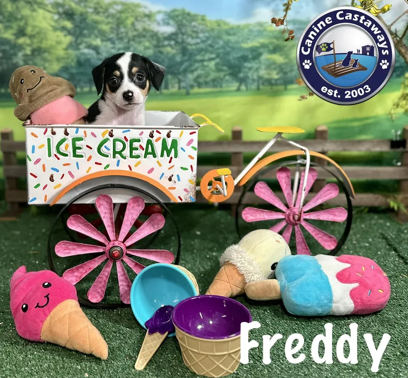 Freddie thumbnail 3