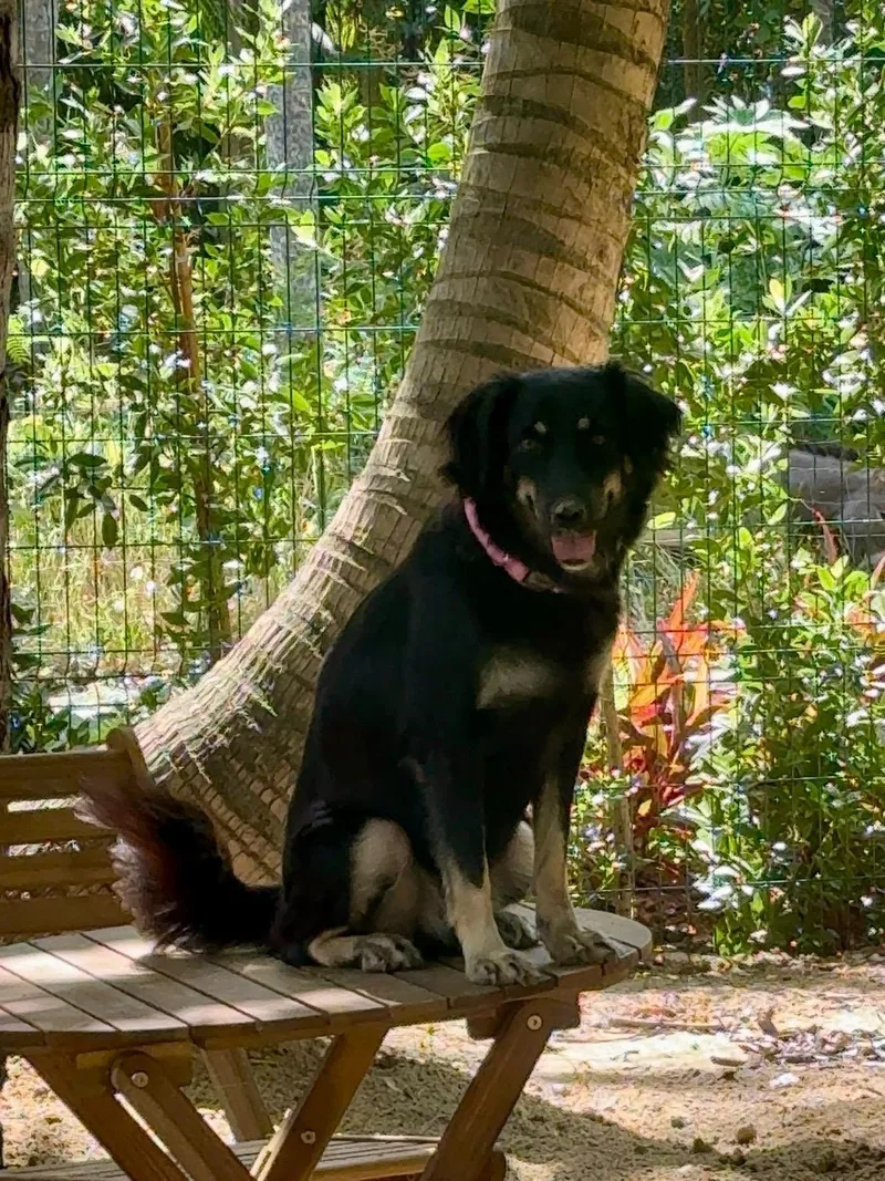 An adult medium-sized female Black Border Collie dog named Motorita for adoption in Rio Grande , PR