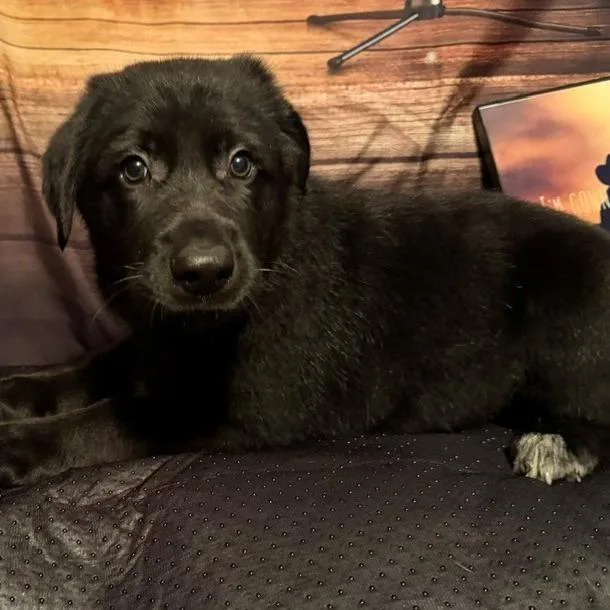 A baby medium-sized male Apricot / Beige Labrador Retriever dog named Luke for adoption in Normal, IL