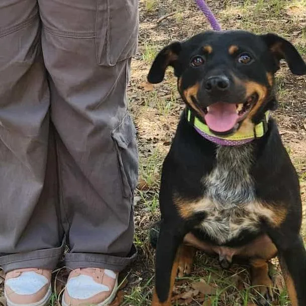 An adult medium-sized male Black Australian Cattle Dog / Blue Heeler dog named Rusty Mc for adoption in Austin, TX