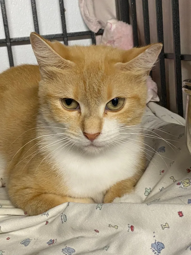 An adult medium-sized female Domestic Short Hair cat named Hailey for adoption in New Richmond, WI