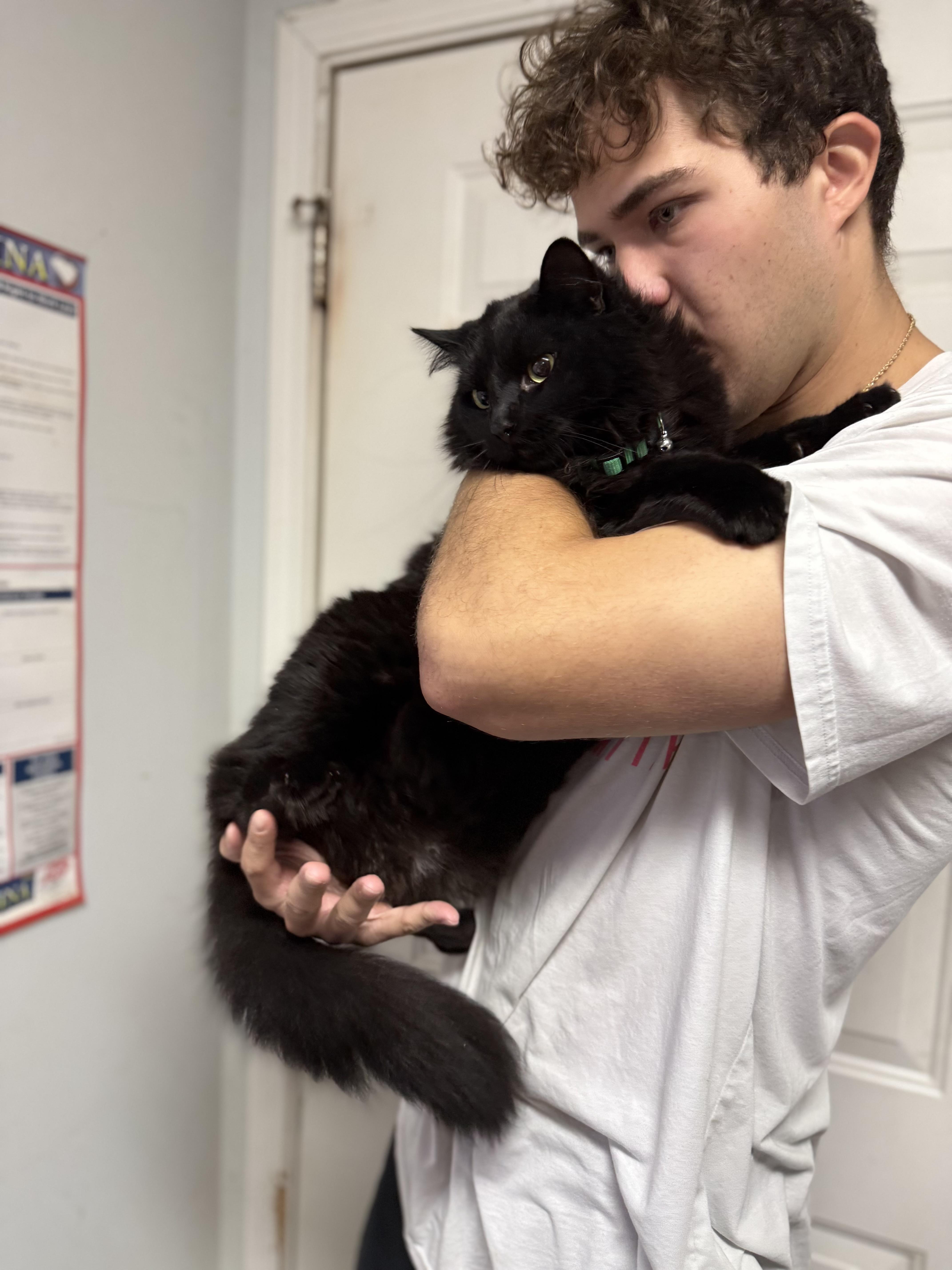 An adult large-sized male Domestic Medium Hair cat named Cashmere for adoption in Columbia, SC