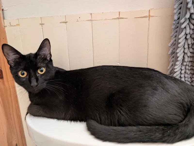 A young small-sized female Domestic Short Hair cat named Misty Mama for adoption in LIberty, NY