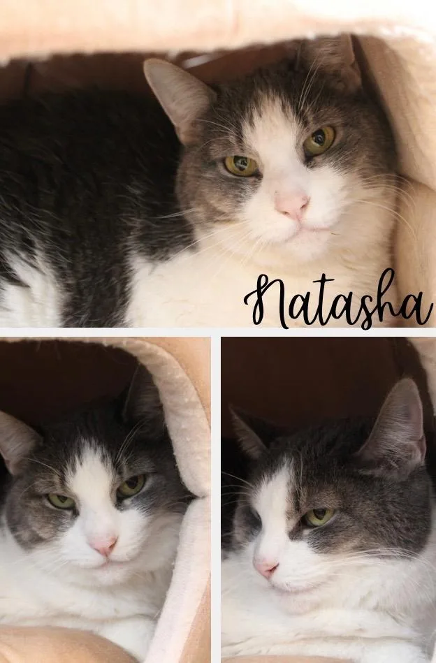 A senior medium-sized female Domestic Short Hair cat named Natasha for adoption in Pierceton, IN