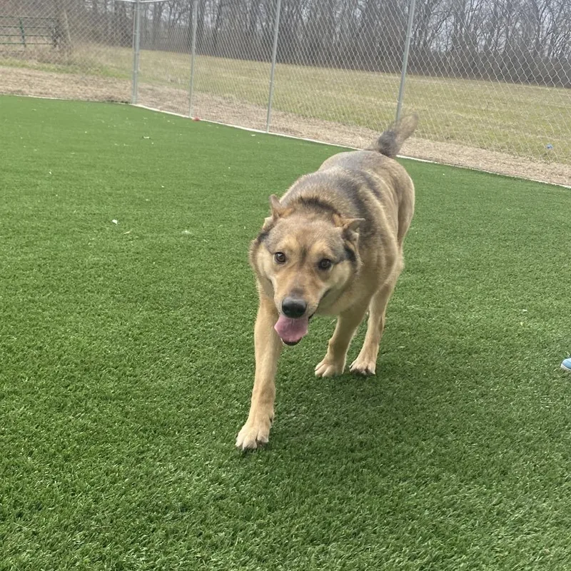 An adult medium-sized female Yellow / Tan / Blond / Fawn German Shepherd Dog dog named Athena for adoption in Brookfield, MO