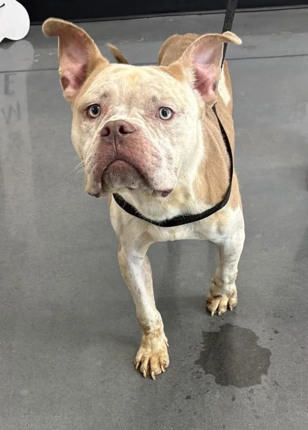 An adult large-sized male Pit Bull Terrier dog named Nd Kendrick for adoption in Lawrenceville, GA