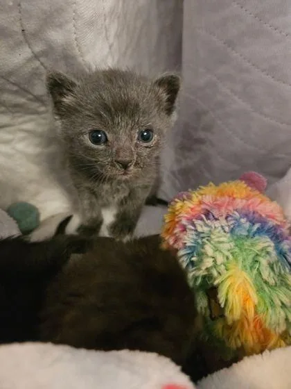 A baby small-sized male Domestic Short Hair cat named Lil Smoke for adoption in Sevierville, TN
