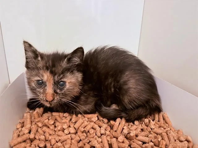 A baby small-sized female Domestic Medium Hair cat named Lucy for adoption in San Martin, CA