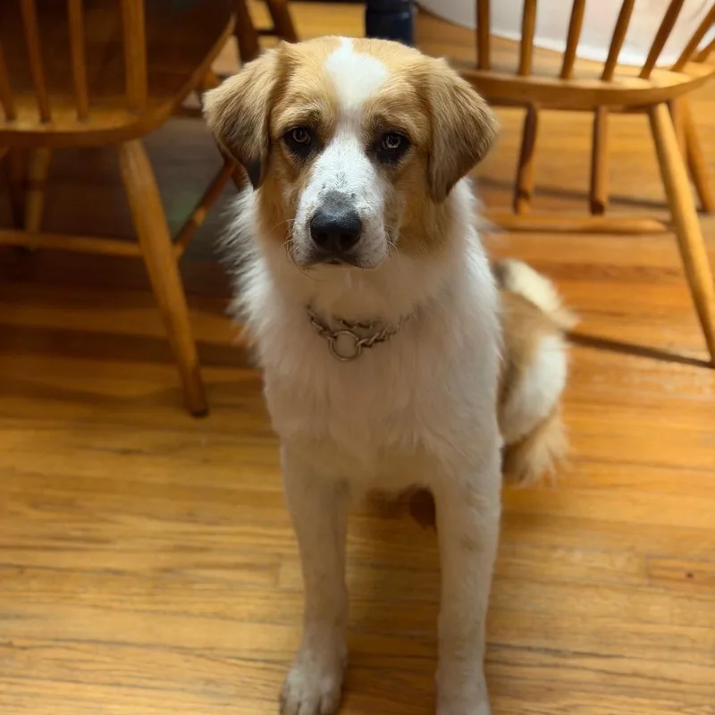A young large-sized male White / Cream Australian Shepherd dog named Decker for adoption in Kansas City, MO