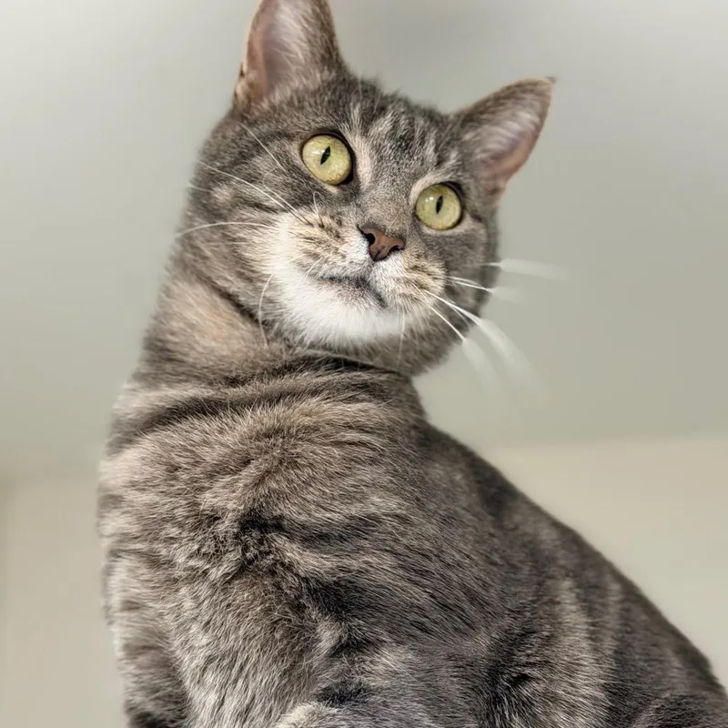 An adult large-sized female Gray / Blue / Silver Domestic Short Hair cat named Isyss for adoption in Champaign, IL