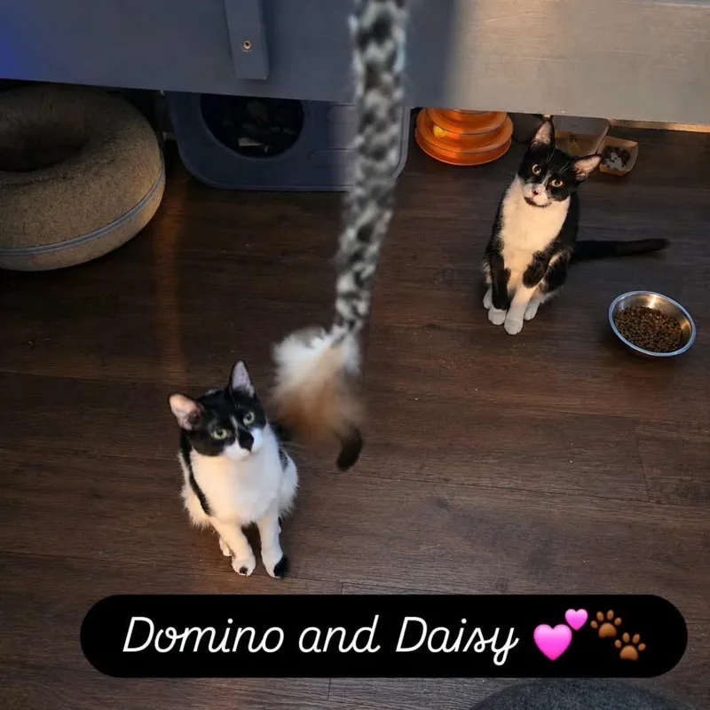 A young medium-sized female Domestic Short Hair cat named Daisy for adoption in Canton, CT
