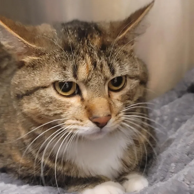 An adult large-sized female Calico Domestic Short Hair cat named Daja for adoption in Tipton, IN